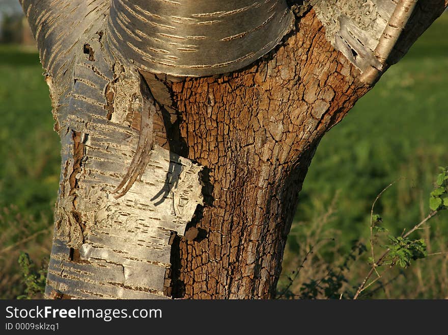 Exposed tree trunk and bark. Exposed tree trunk and bark