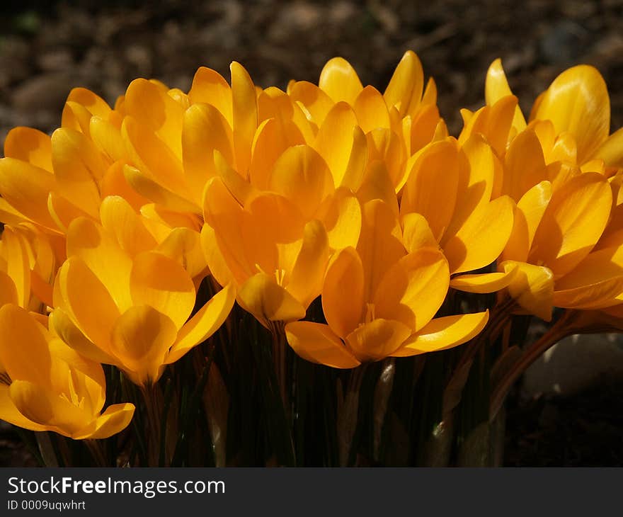 A lot of yellow crocus. A lot of yellow crocus