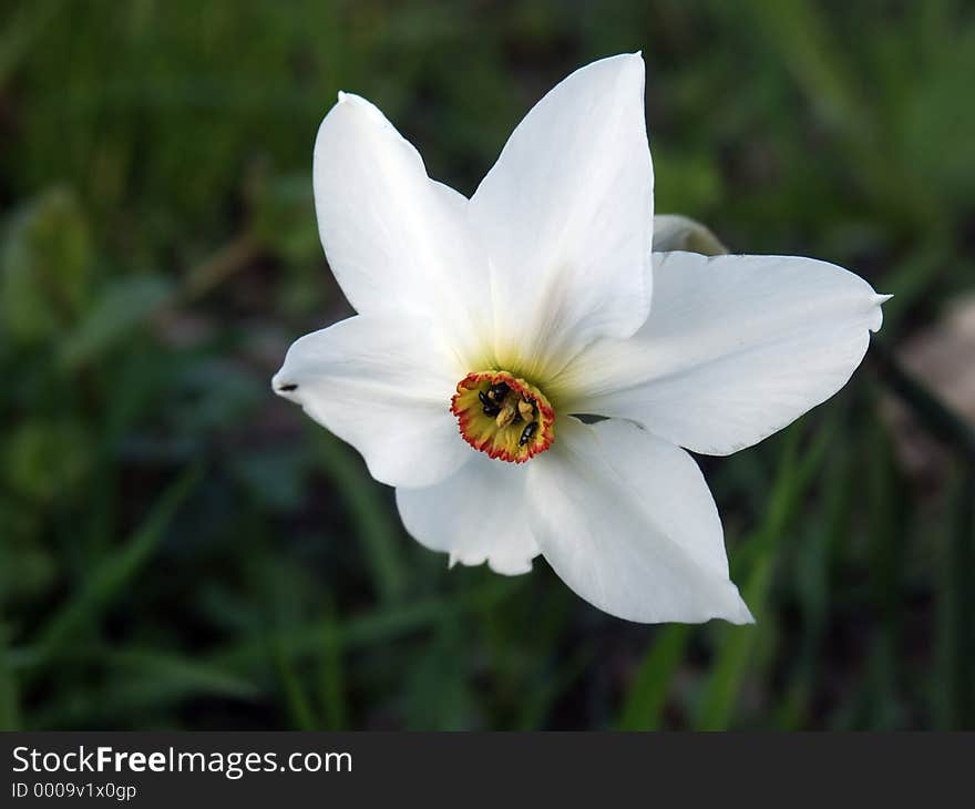 Narcissus with some litte bugs. Narcissus with some litte bugs