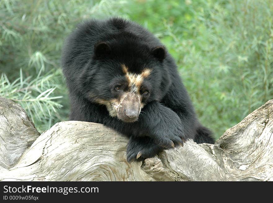 Bear leaning on his paws lookin somewhat mournful. Bear leaning on his paws lookin somewhat mournful