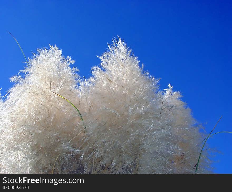 Pampas grass (Cortaderia selloana)with blue sky for a background. Pampas grass (Cortaderia selloana)with blue sky for a background