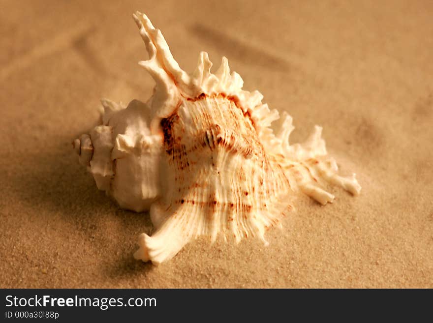 A sea shell sitting on the sand. A sea shell sitting on the sand