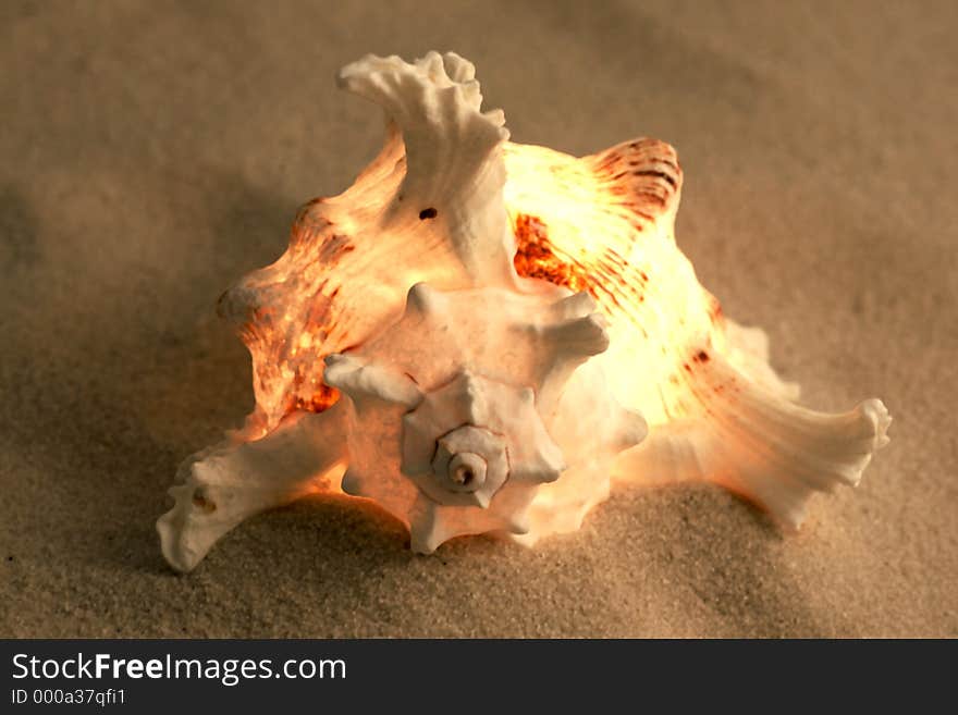 A sea shell on the sand that seams to glow. A sea shell on the sand that seams to glow