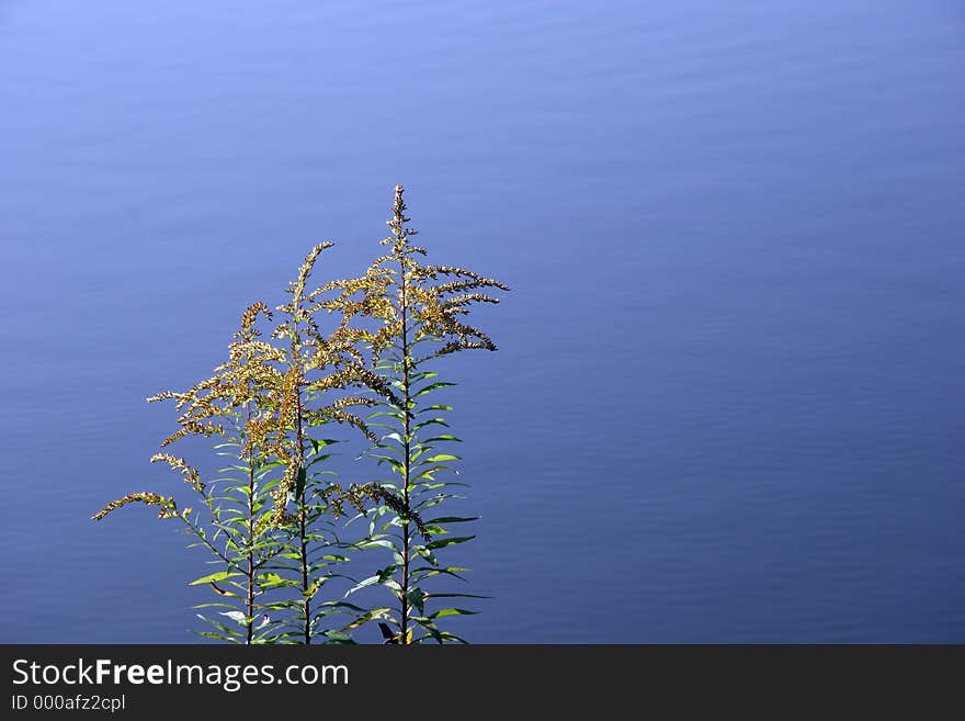 Goldenrod with crisp blue water in background. Goldenrod with crisp blue water in background.