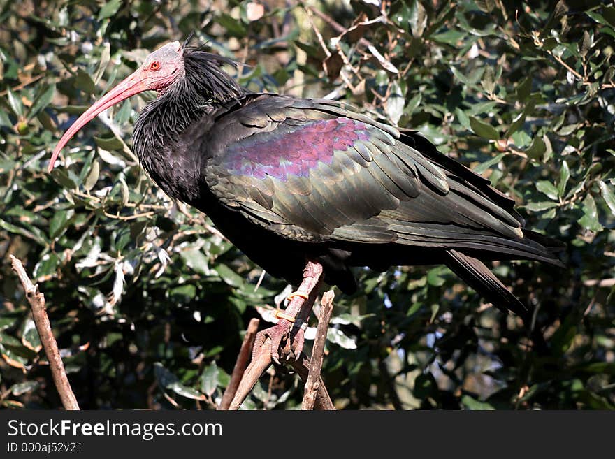 Very strange looking bird. Not sure what it is called but I like it. Very strange looking bird. Not sure what it is called but I like it.