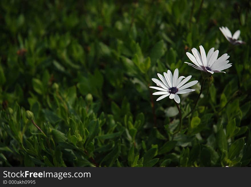 Dark white flower