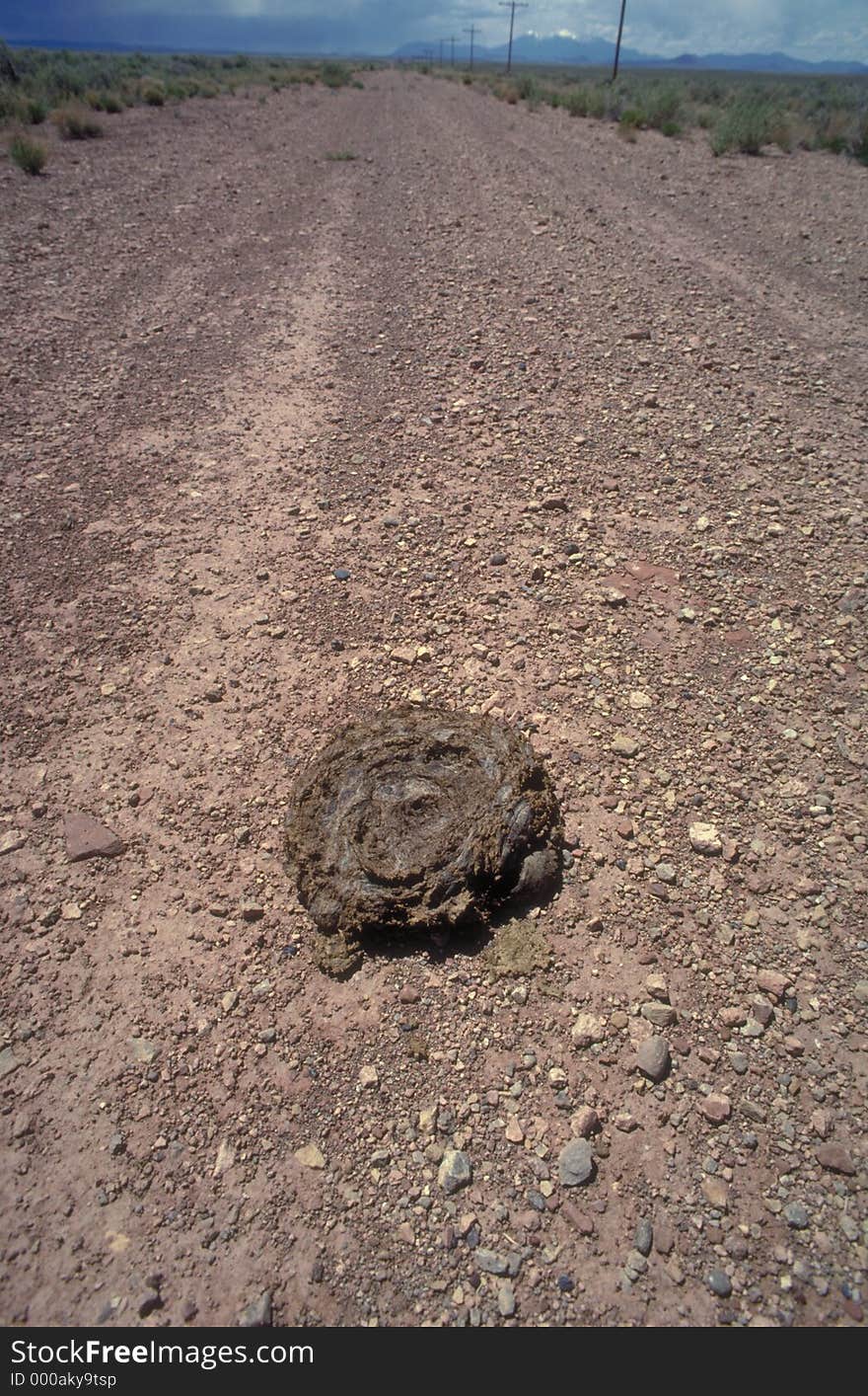 A cow patty right in the middle of the road. A cow patty right in the middle of the road