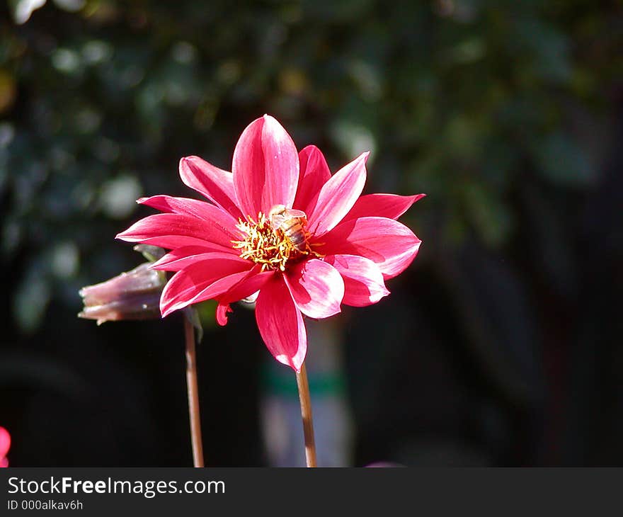 Pink Flower