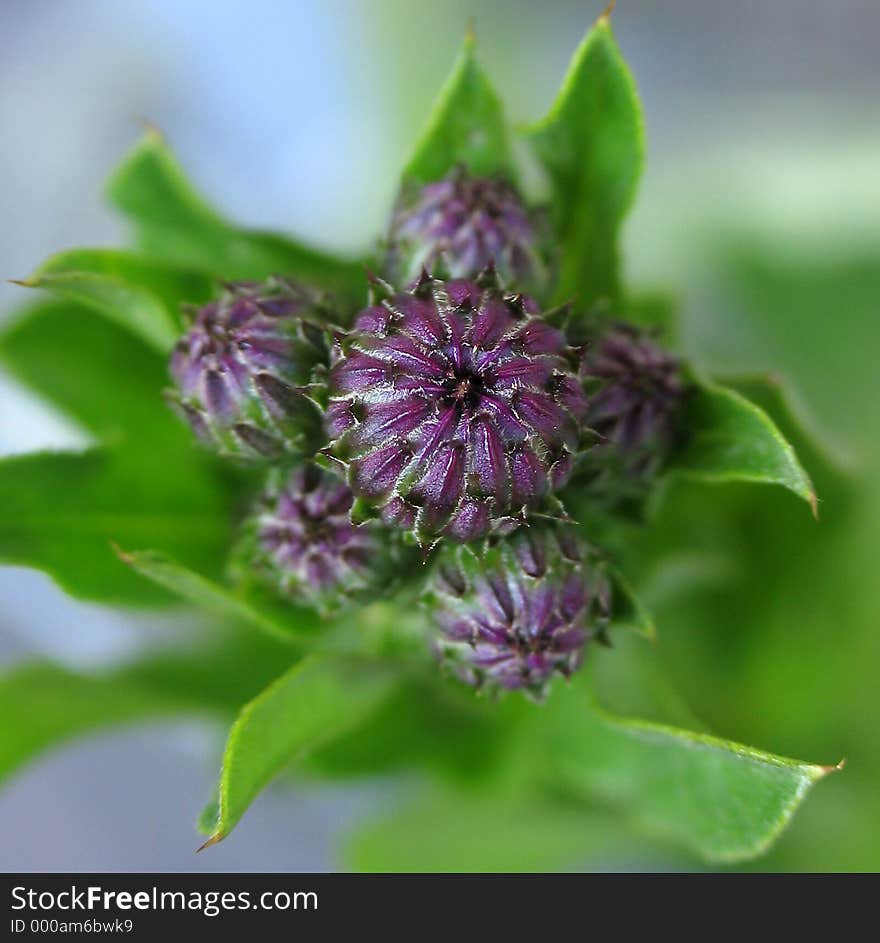 Thistle