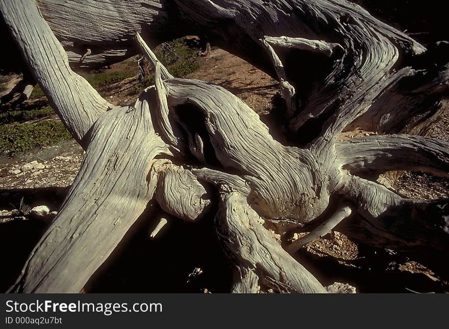 Gnarled Twisted Tree. Gnarled Twisted Tree