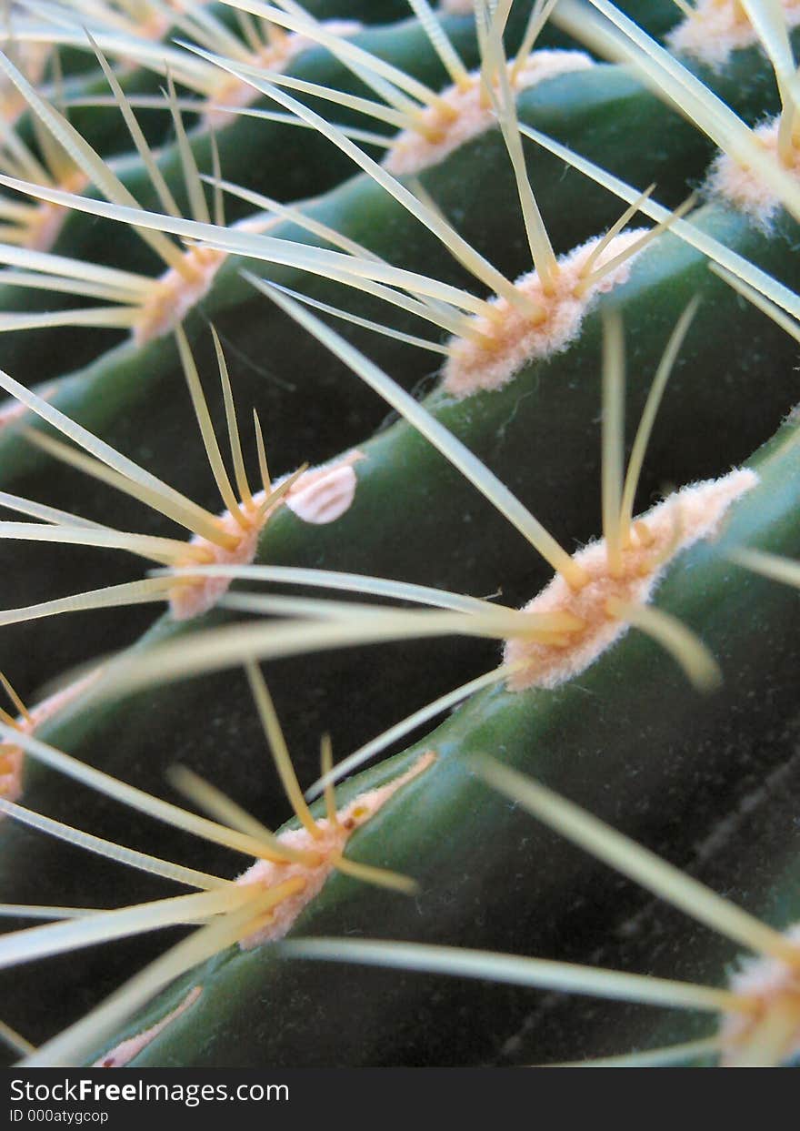 Cactus - an unique perspective