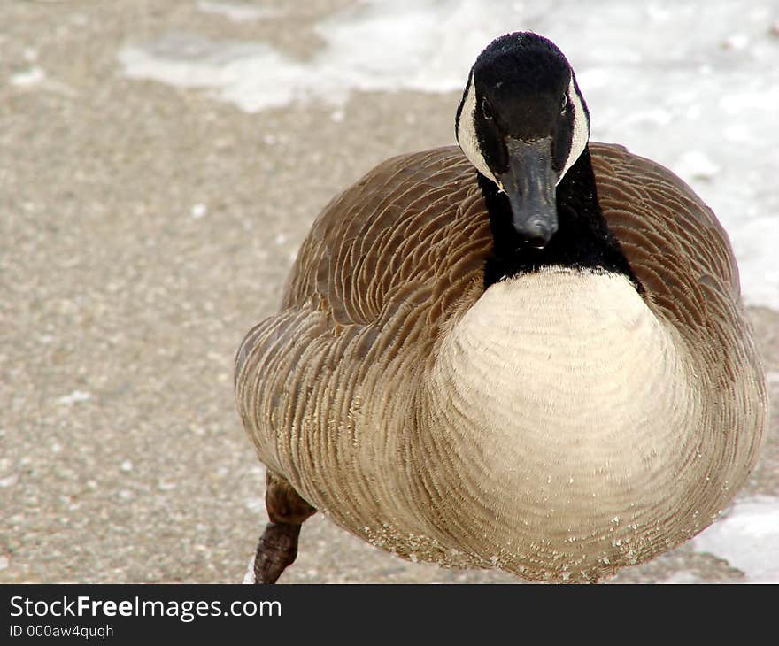 A Canada Goose charges the photographer. A Canada Goose charges the photographer