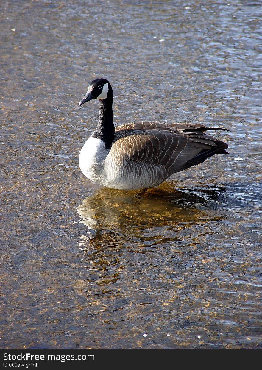 A Canada Goose in the creek. A Canada Goose in the creek