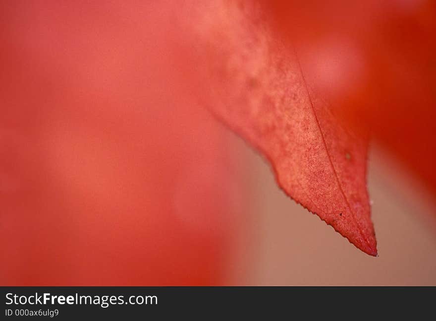 Abstract sumac leaf, horizontal Visible film grain. Abstract sumac leaf, horizontal Visible film grain.