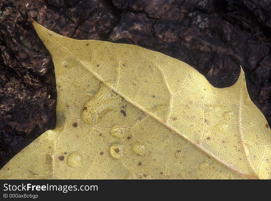 Wet leaf on a tree stump after a rain Visible film grain.