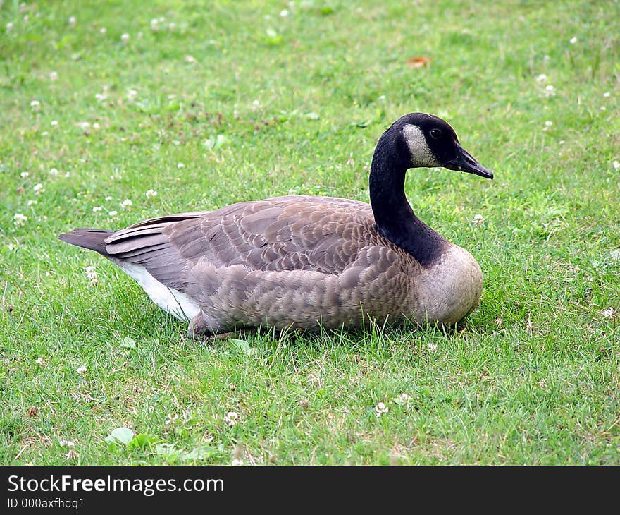 A profile shot of a Canada Goose. A profile shot of a Canada Goose