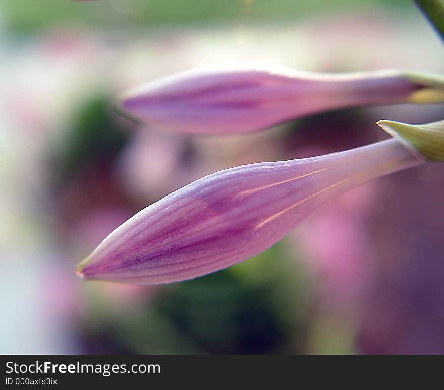 Closed Flowers