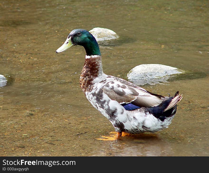 Old Man Mallard