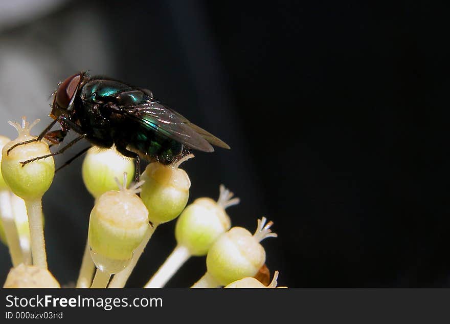 A fly inspecting some flowers buds. A fly inspecting some flowers buds.....