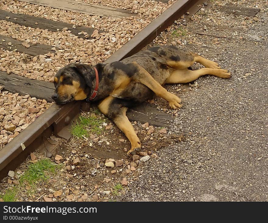 Lazy Dog laying on Railroad tracks. Lazy Dog laying on Railroad tracks