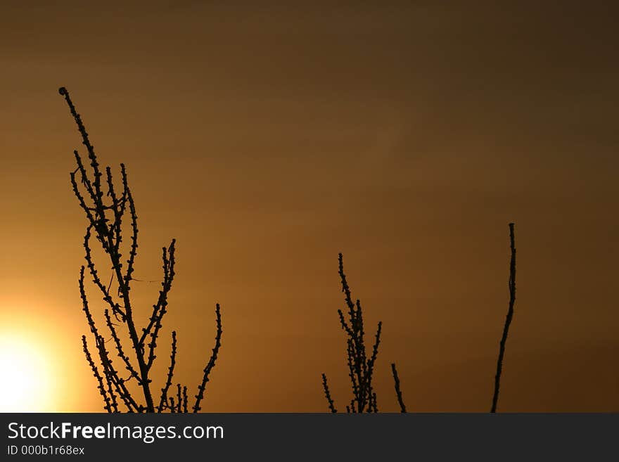 Sunrise silhouettes