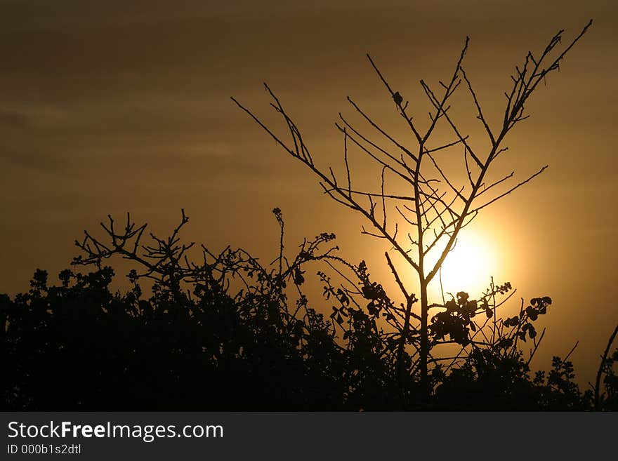 Sunrise silhouettes 2