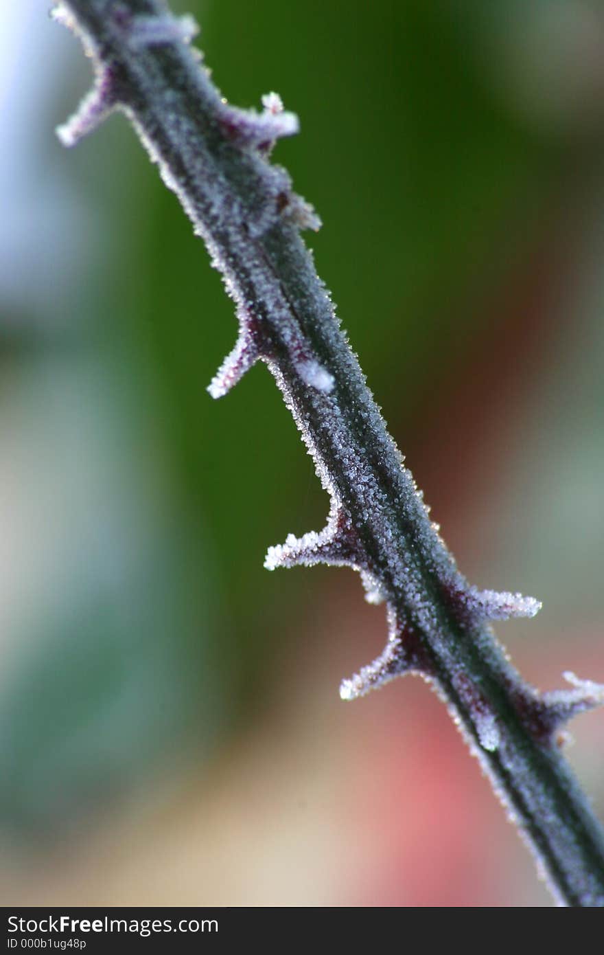 Frosted thorny stalk. Shallow depth of field. Frosted thorny stalk. Shallow depth of field.