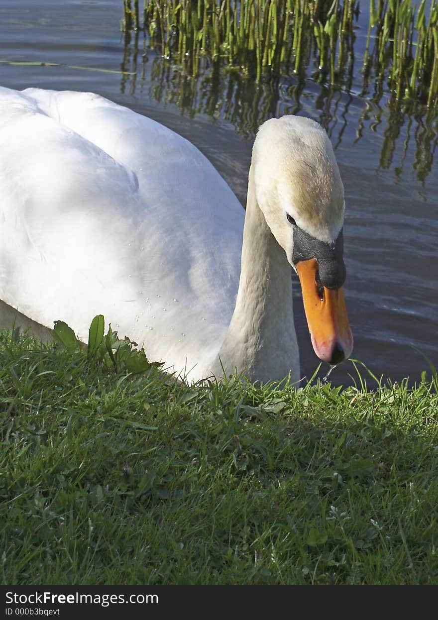 Swan on a lake