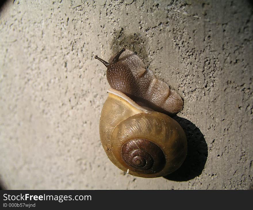 Slow moving snail