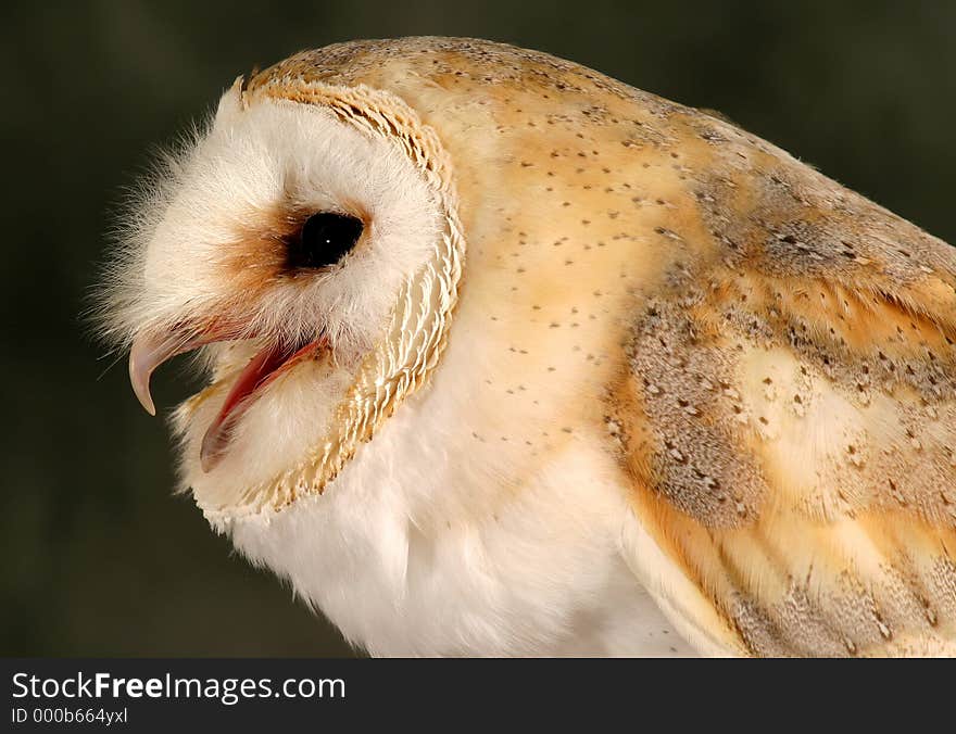 Barn Owl (Tyto alba)