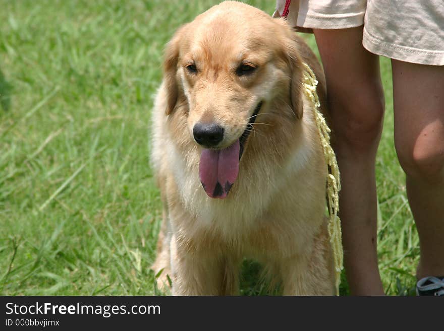 A golden retriever sports a black tongue on a hot, humid summer afternoon in Texas.