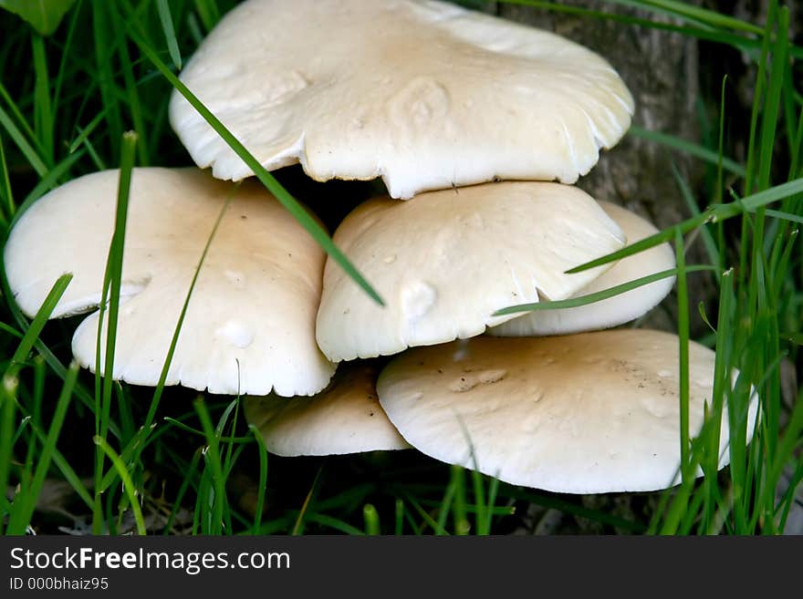 Mushrooms