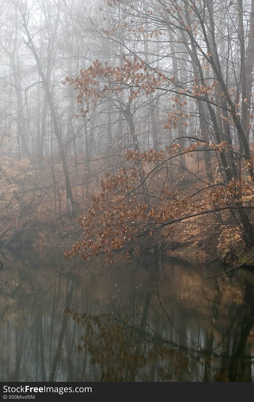 A tree still holds it's dried leaves as it hangs over a pond in Northeastern Ohio. Photographed on a very misty, foggy morning in late fall. A tree still holds it's dried leaves as it hangs over a pond in Northeastern Ohio. Photographed on a very misty, foggy morning in late fall.