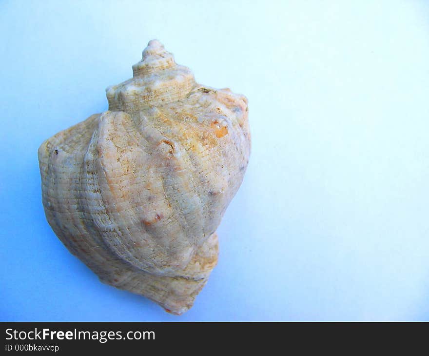 Seasnail Shell