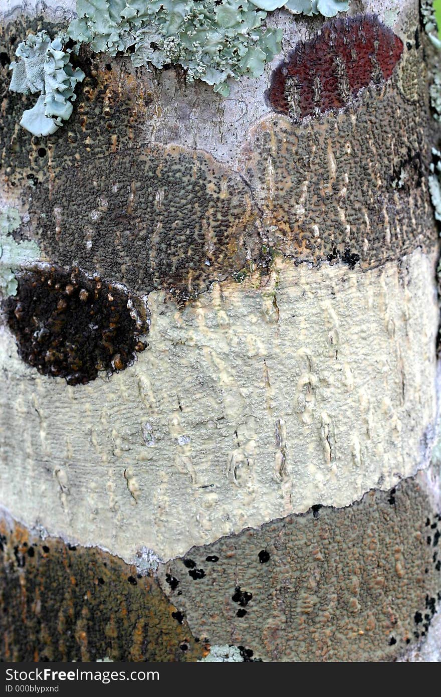 A pattern on a tree trunk consiting of various types of lichen. A pattern on a tree trunk consiting of various types of lichen.