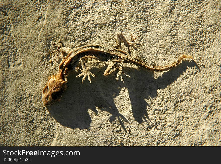 Dried dead lizard. Dried dead lizard