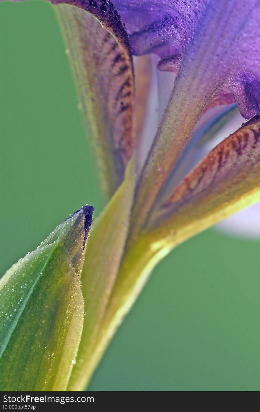 Wild blue flag iris