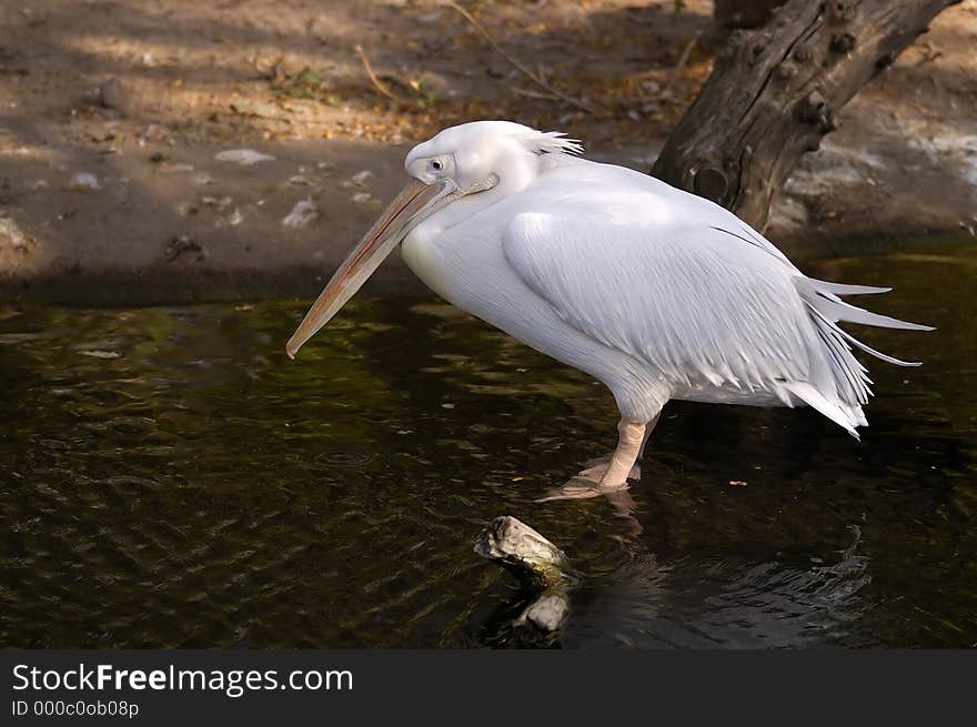 Pelican