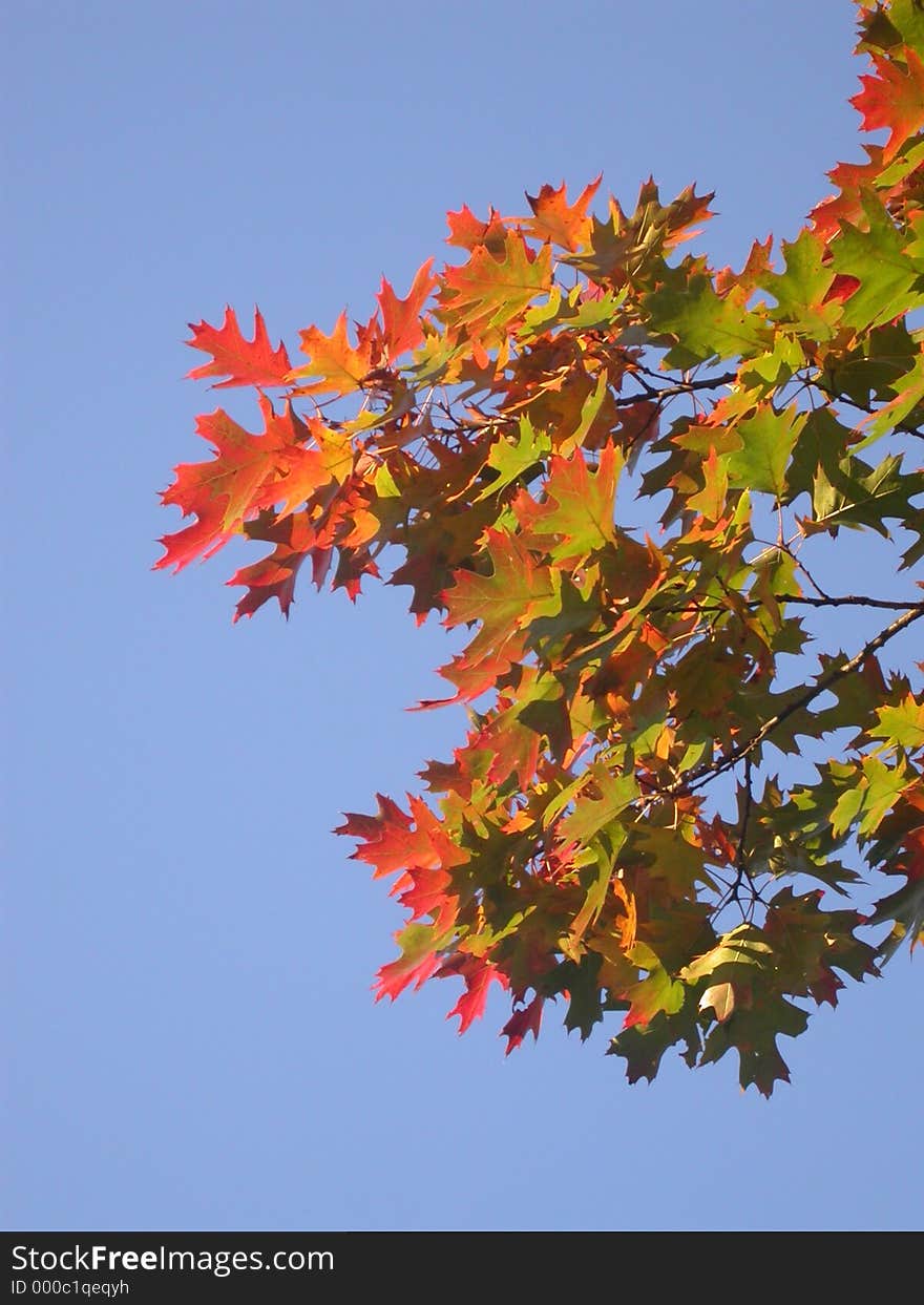 Lovely coloured leaves against a bright blue sky. Lovely coloured leaves against a bright blue sky.