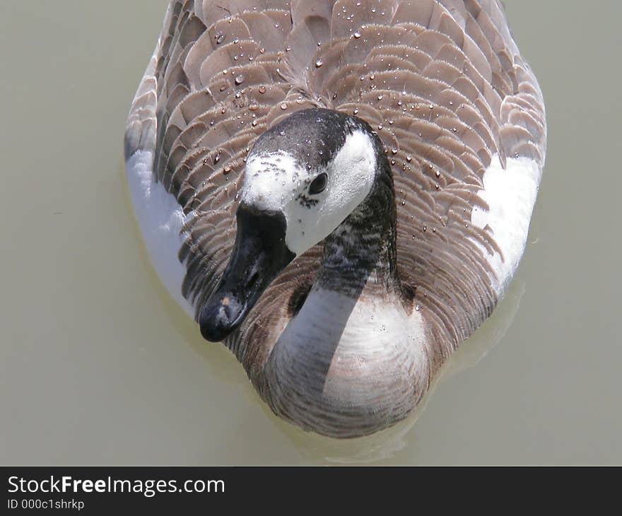 Water Droplets on back of a Canada Goose. Water Droplets on back of a Canada Goose.