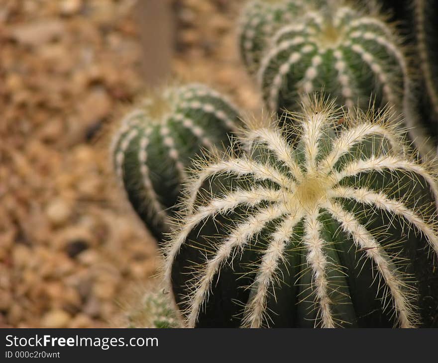 Cacti Clump