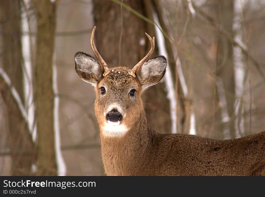 A small buck photographed close up.