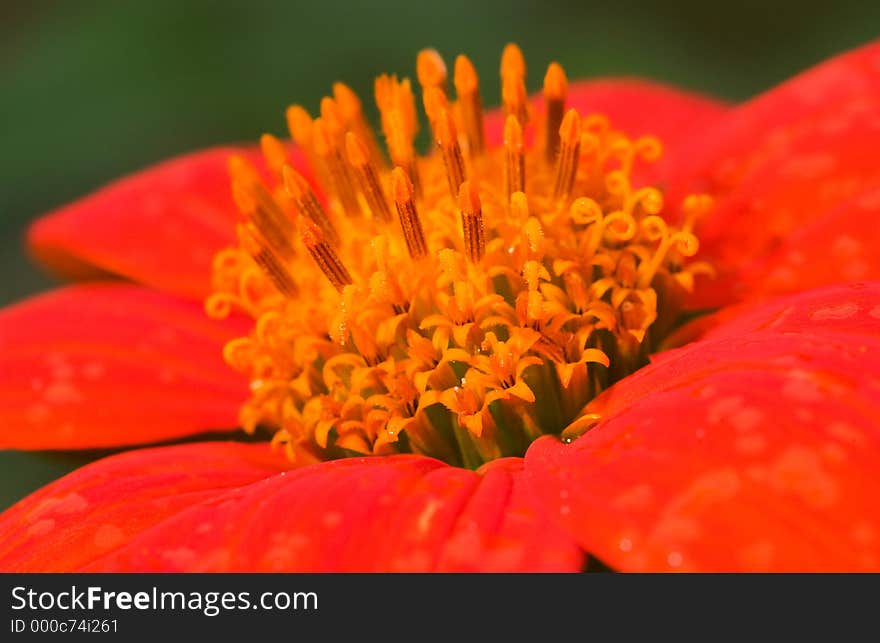 A close up of a Mexican Sunflower. A close up of a Mexican Sunflower