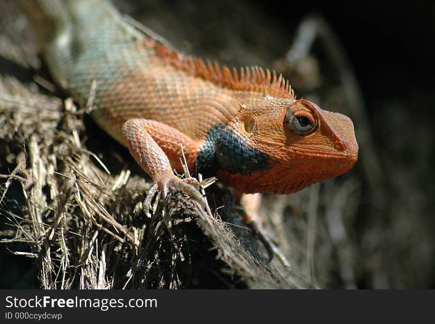 Closeup of an iguana. Closeup of an iguana.