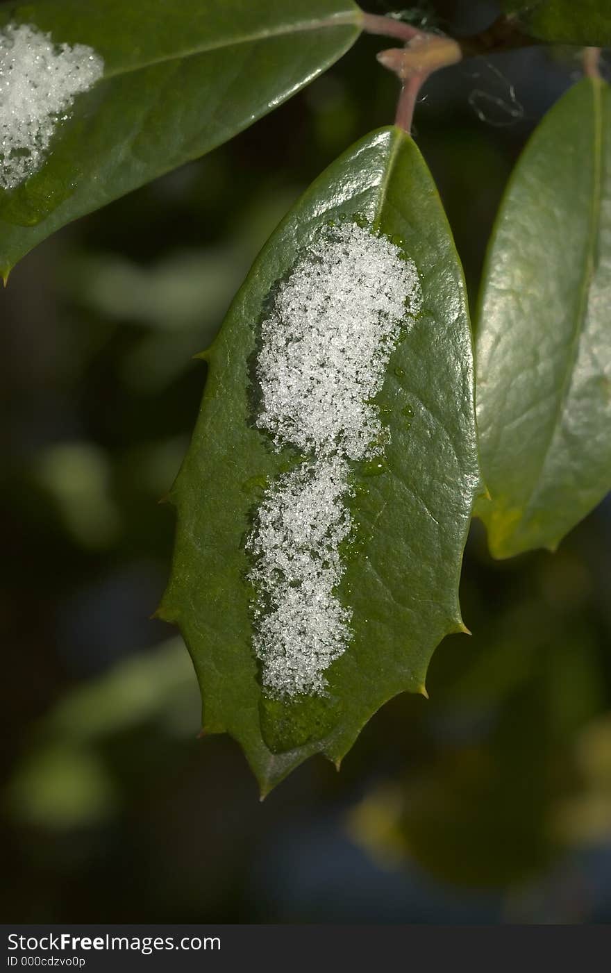 Snowy Leaf