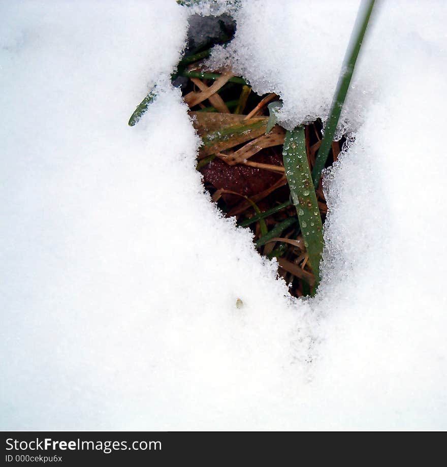 Some grass green and yellow are grow in winter. Some grass green and yellow are grow in winter