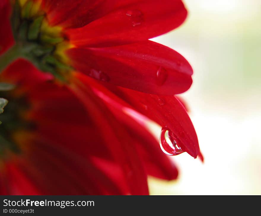 Raind drop on the petal. Raind drop on the petal