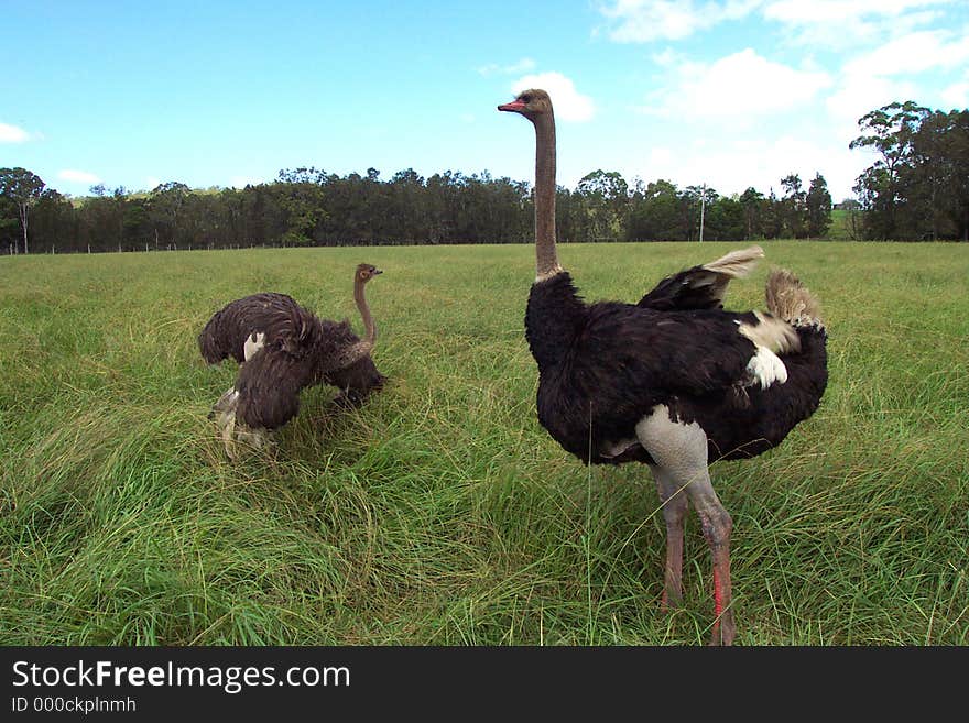 A male and female ostridge. A male and female ostridge