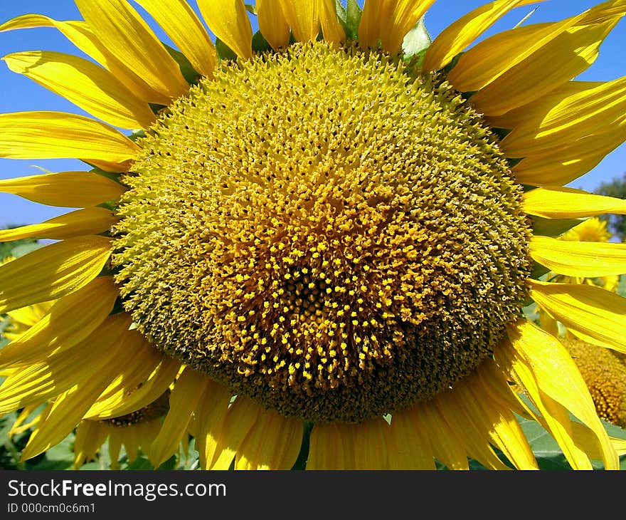 Sunflower, pollen grain (seeds)