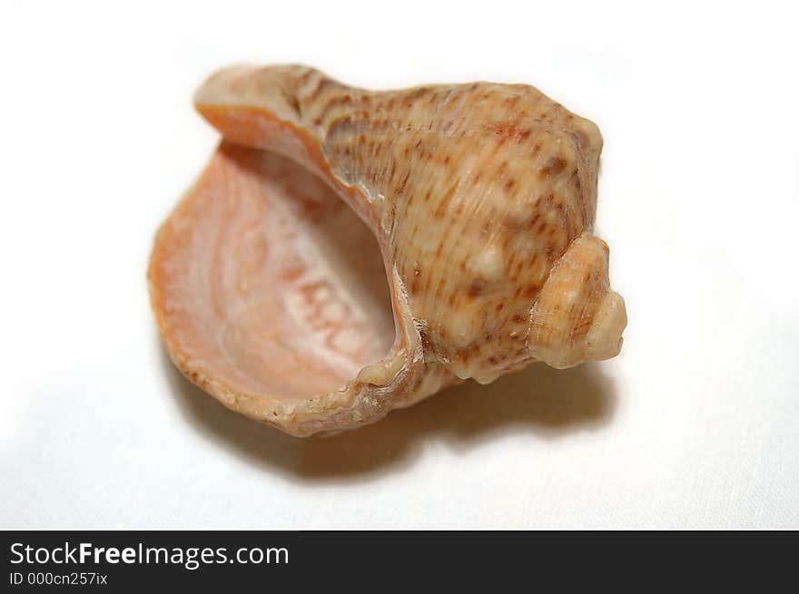 Sea shell